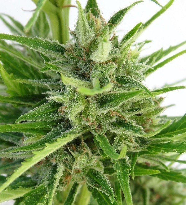 Ace Seeds - Auto Malawi x Northern Lights (auto/fem.)