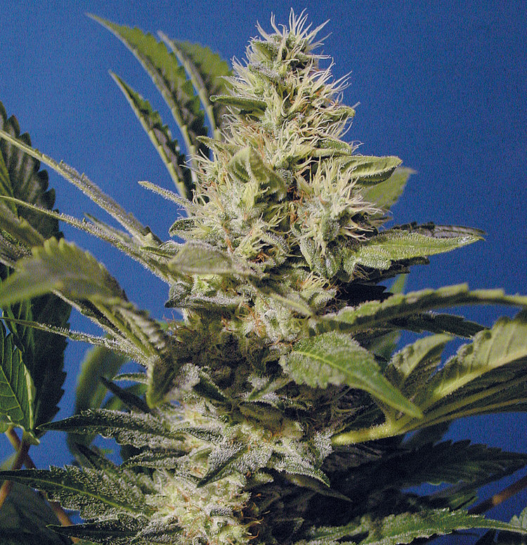T.H. Seeds - Chocolate Chunk (fem.)