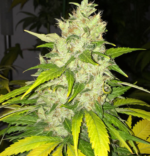 T.H. Seeds - Chocolate Chunk (fem.)