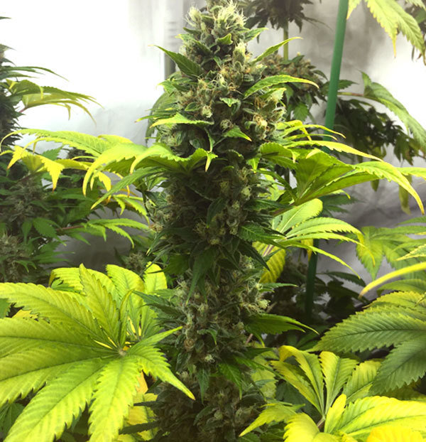 T.H. Seeds - Chocolate Chunk (fem.)