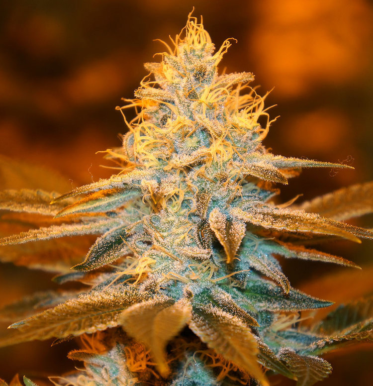 T.H. Seeds - Strawberry Glue (fem.)
