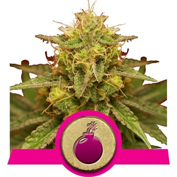 Royal Queen Seeds - Royal Domina (fem.) Royal Queen Seeds - Royal Domina (fem.)