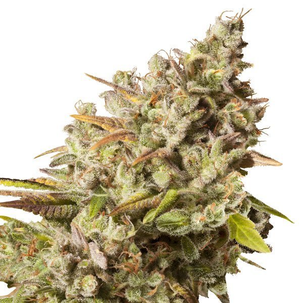 Royal Queen Seeds - Royal Gorilla (fem.)