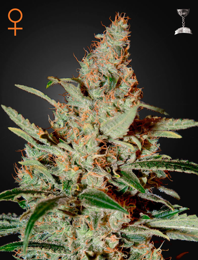 Green House Seeds - Chemdog (fem.)