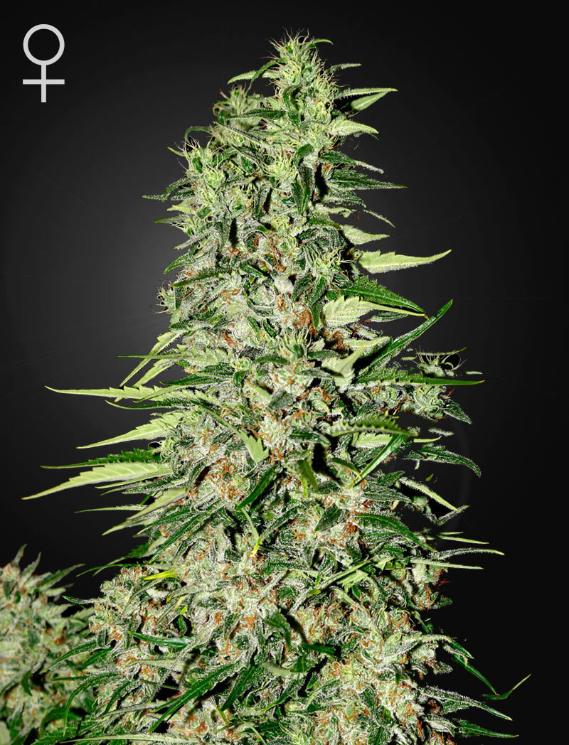 Green House Seeds - Diamond Girl (fem.)
