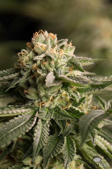 Dinafem - Remo Chemo (fem.)