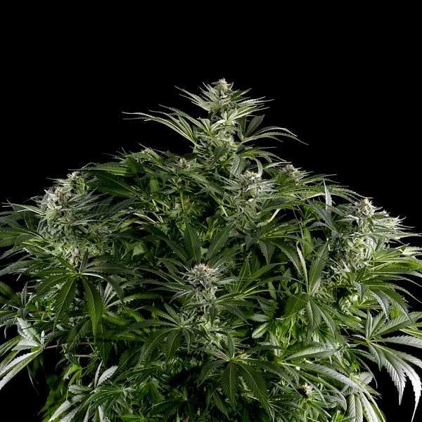 Green House Seeds - El Niño (fem.)