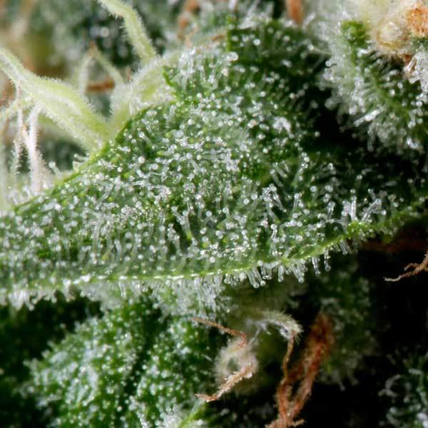 Green House Seeds - El Niño (fem.)