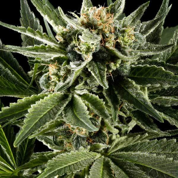 Green House Seeds - El Niño (fem.)