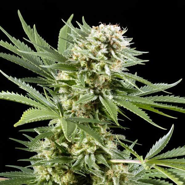 Green House Seeds - El Niño (fem.)