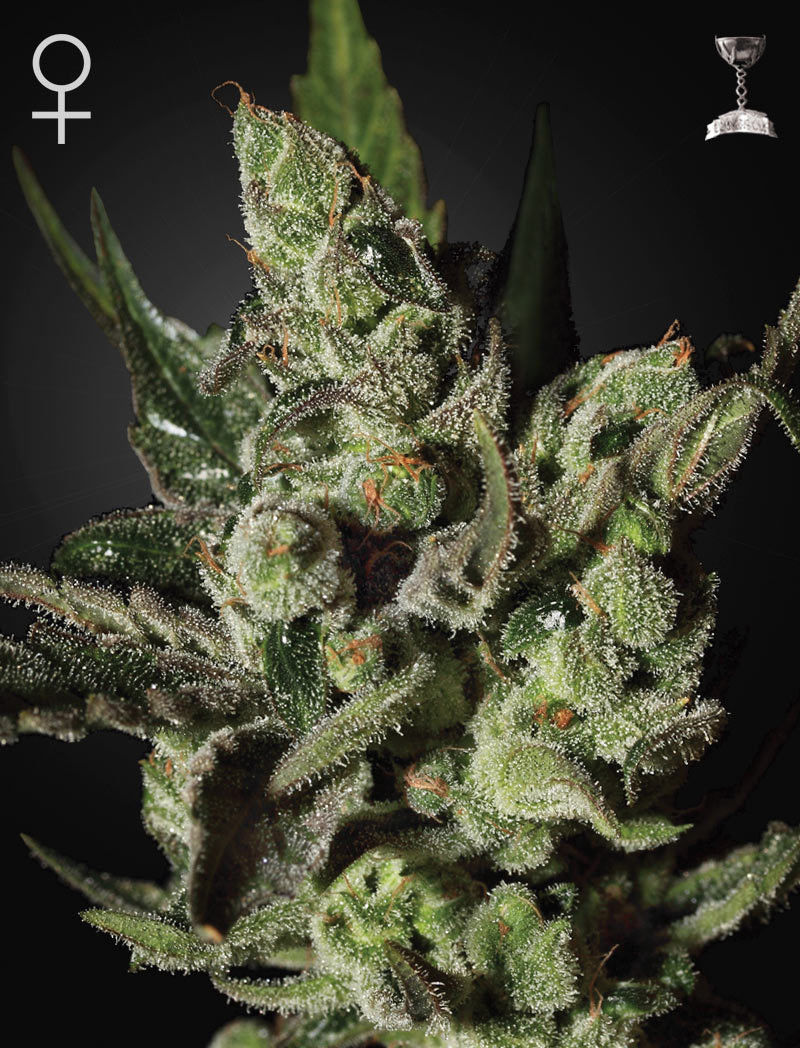 Green House Seeds - Exodus Cheese (fem.)
