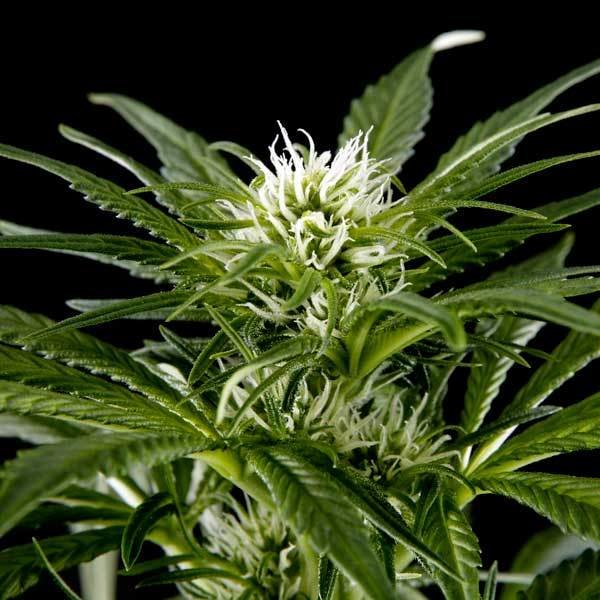 Green House Seeds - Great White Shark (fem.)