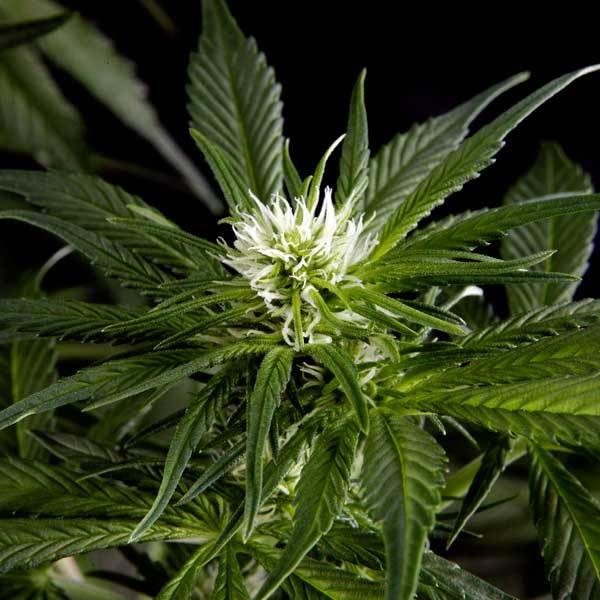 Green House Seeds - Great White Shark (fem.)