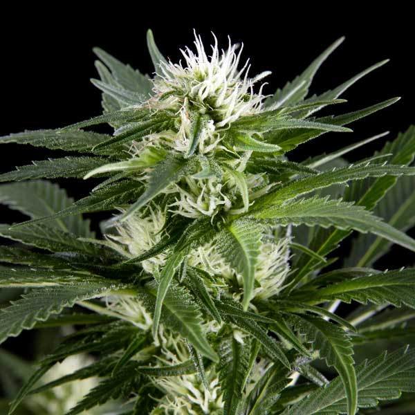 Green House Seeds - Great White Shark (fem.)