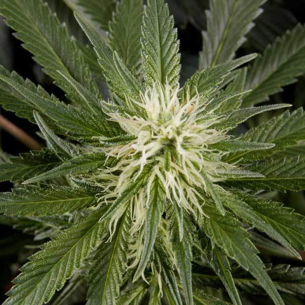 Green House Seeds - Great White Shark (fem.)