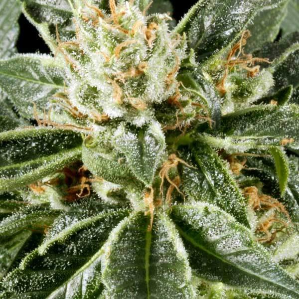 Green House Seeds - Great White Shark (fem.)