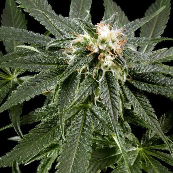 Green House Seeds - Great White Shark (fem.)