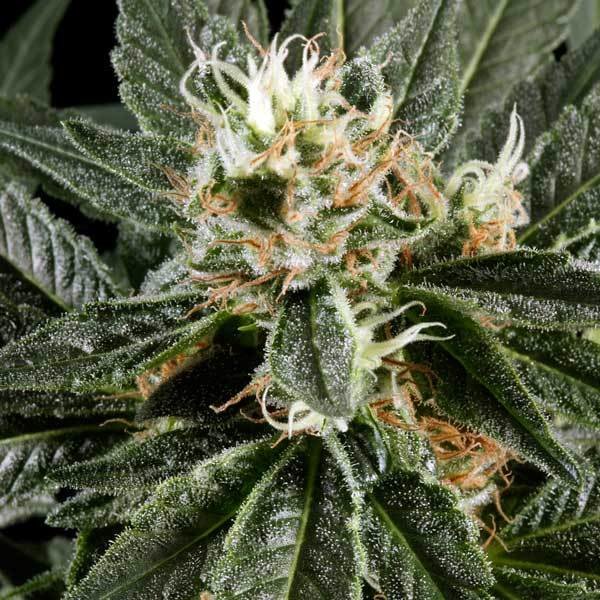 Green House Seeds - Great White Shark (fem.)