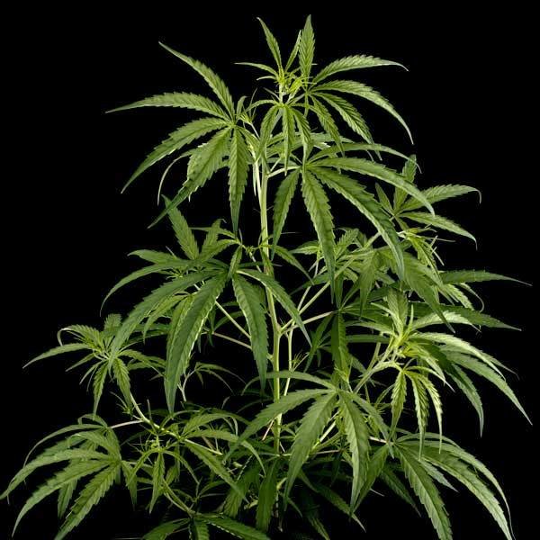 Green House Seeds - Hawaiian Snow (fem.)