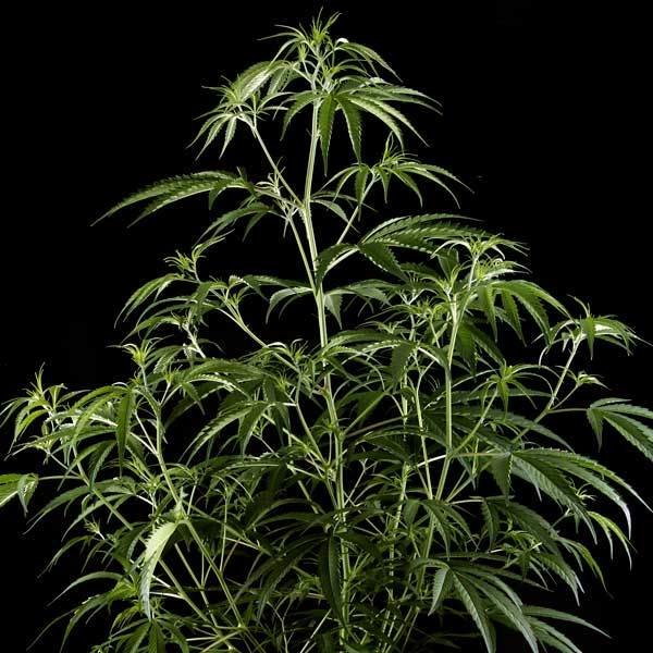 Green House Seeds - Hawaiian Snow (fem.)