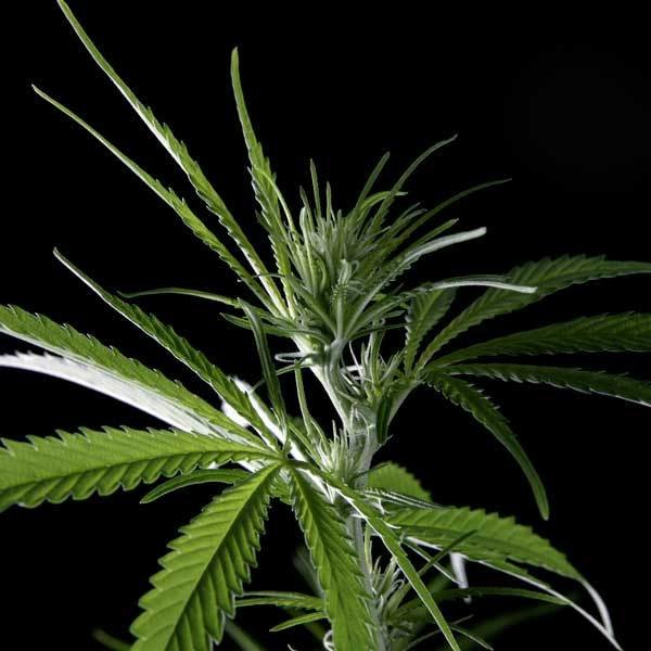 Green House Seeds - Hawaiian Snow (fem.)