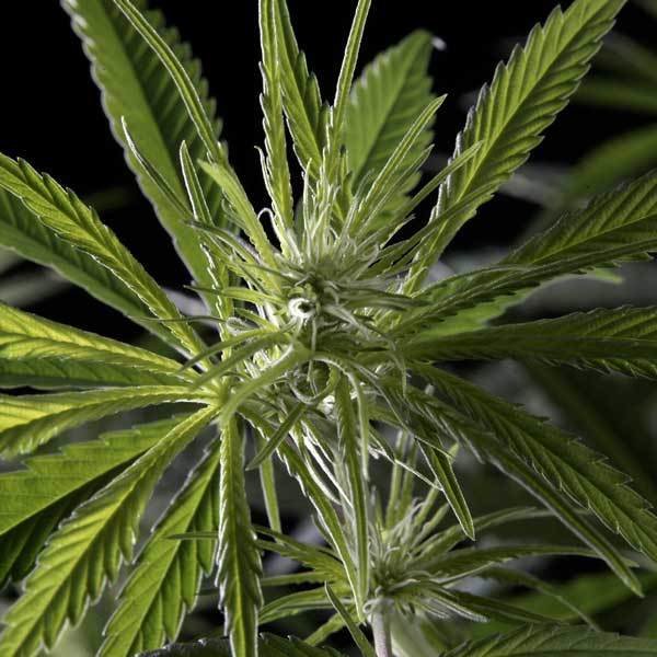 Green House Seeds - Hawaiian Snow (fem.)