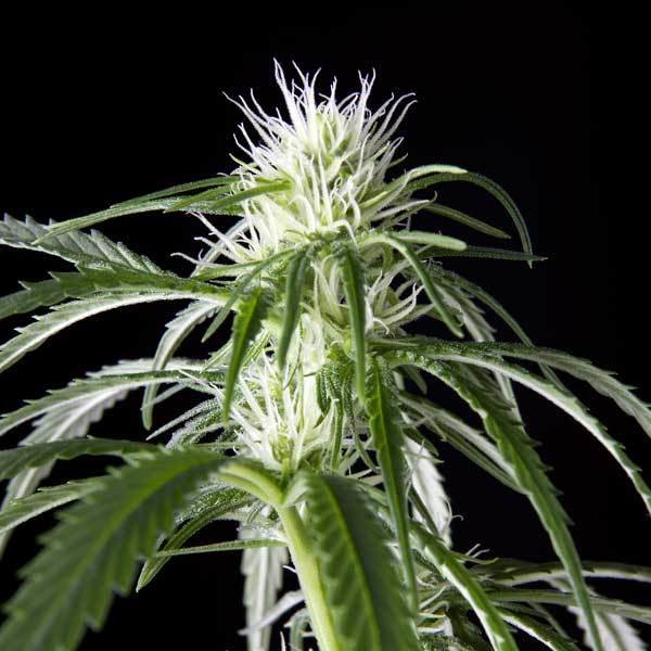 Green House Seeds - Hawaiian Snow (fem.)