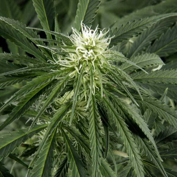 Green House Seeds - Hawaiian Snow (fem.)