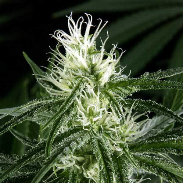 Green House Seeds - Hawaiian Snow (fem.)