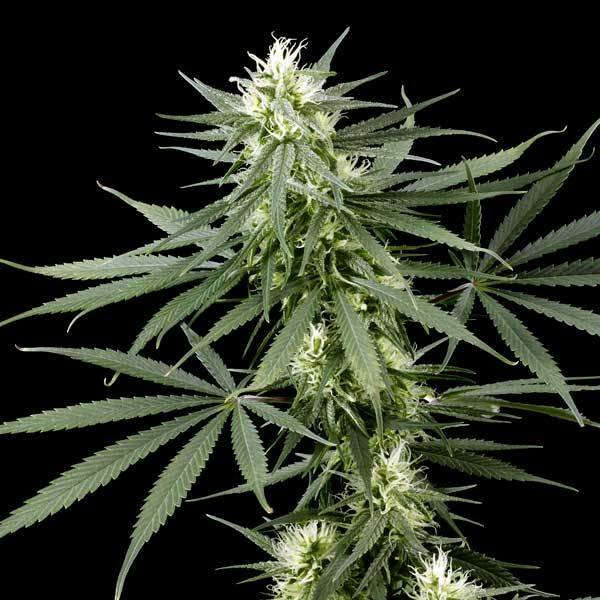 Green House Seeds - Hawaiian Snow (fem.)