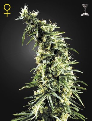 Green House Seeds - Hawaiian Snow (fem.) 05257