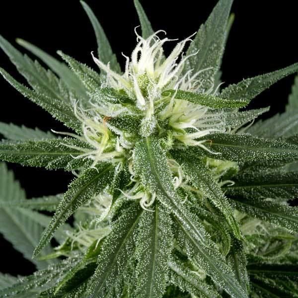 Green House Seeds - Hawaiian Snow (fem.)