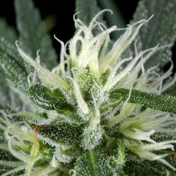 Green House Seeds - Hawaiian Snow (fem.)