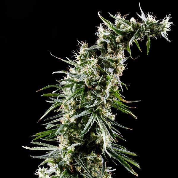 Green House Seeds - Hawaiian Snow (fem.)