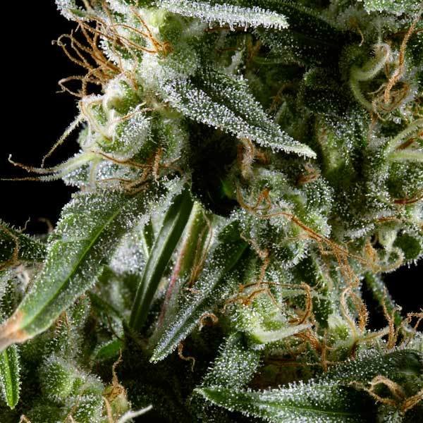 Green House Seeds - Hawaiian Snow (fem.)