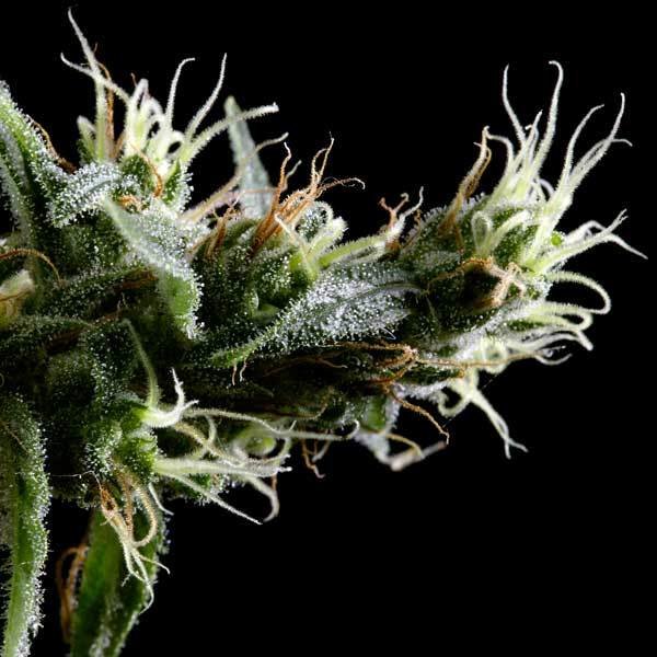 Green House Seeds - Hawaiian Snow (fem.)