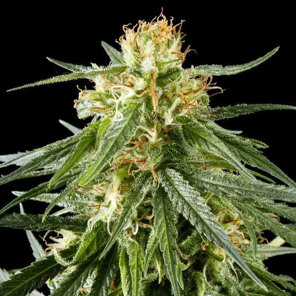 Green House Seeds - Hawaiian Snow (fem.)