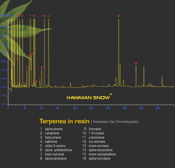Green House Seeds - Hawaiian Snow (fem.)