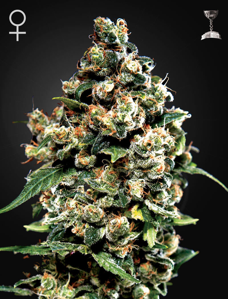 Green House Seeds - Jack Herer (fem.)