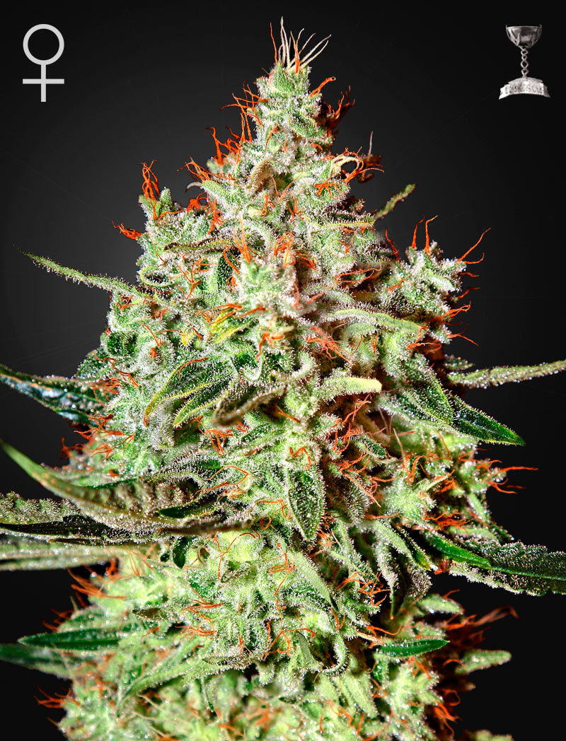 Green House Seeds - K-Train (fem.)