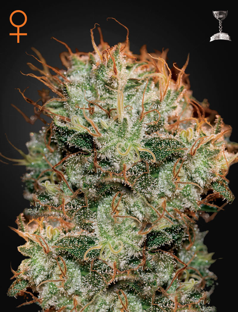Green House Seeds - Kaia Kush (fem.)