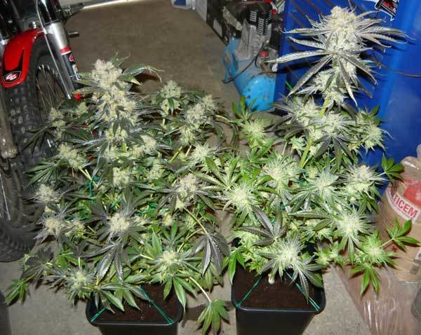 Green House Seeds - King's Kush (fem.)