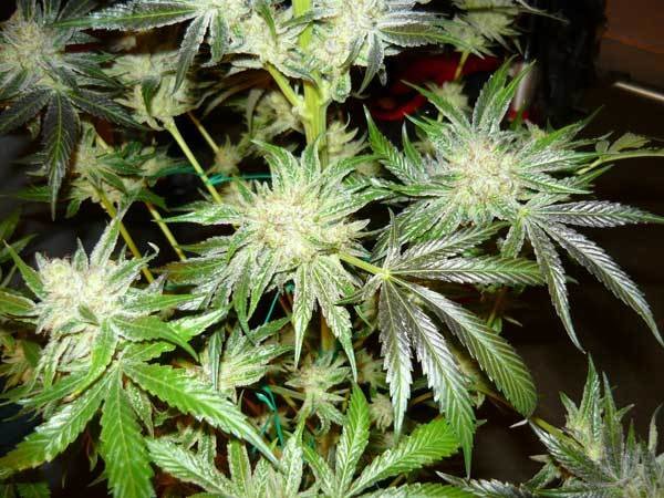 Green House Seeds - King's Kush (fem.)