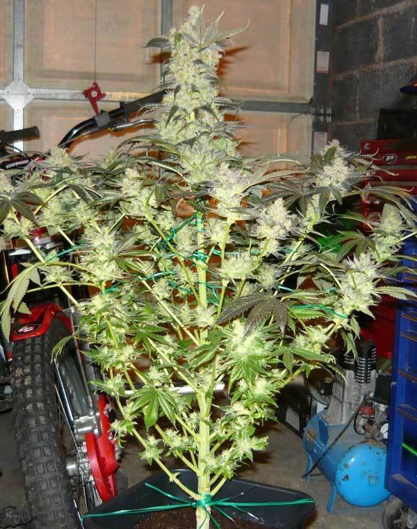 Green House Seeds - King's Kush (fem.)