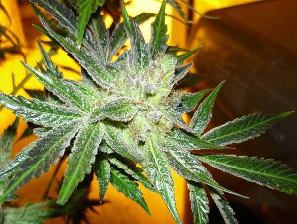Green House Seeds - King's Kush (fem.)