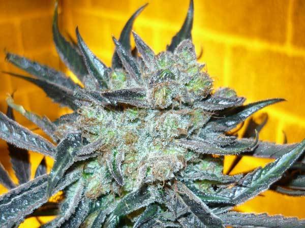 Green House Seeds - King's Kush (fem.)