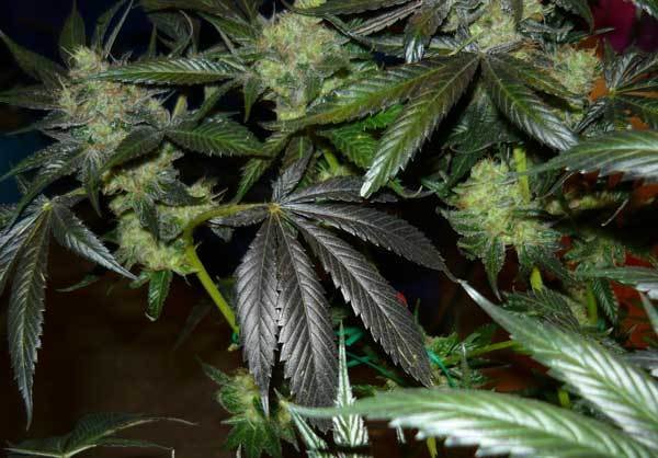 Green House Seeds - King's Kush (fem.)