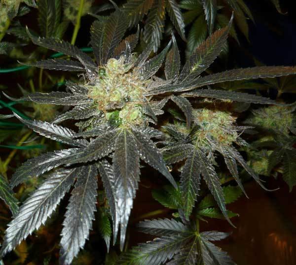 Green House Seeds - King's Kush (fem.)