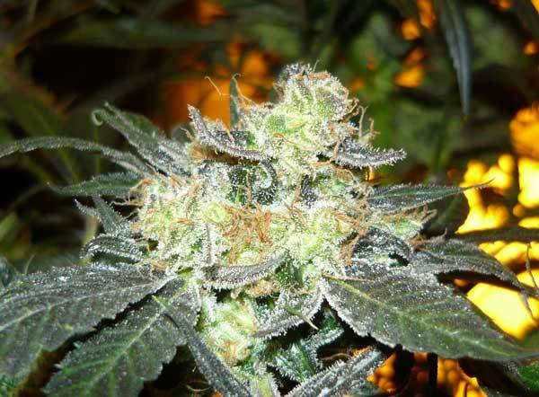Green House Seeds - King's Kush (fem.)