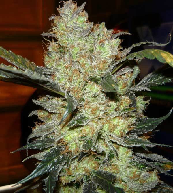 Green House Seeds - King's Kush (fem.)
